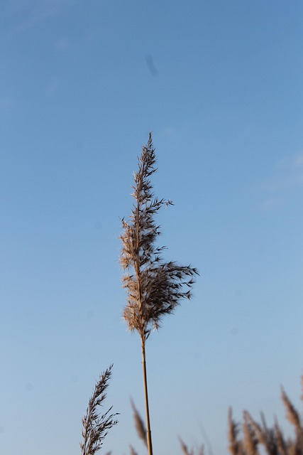 Free Ear Grain photo and picture