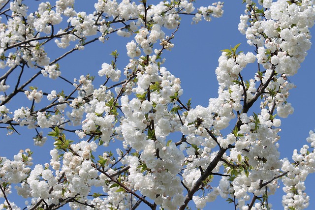 Free Cherry Blossom Cherry photo and picture