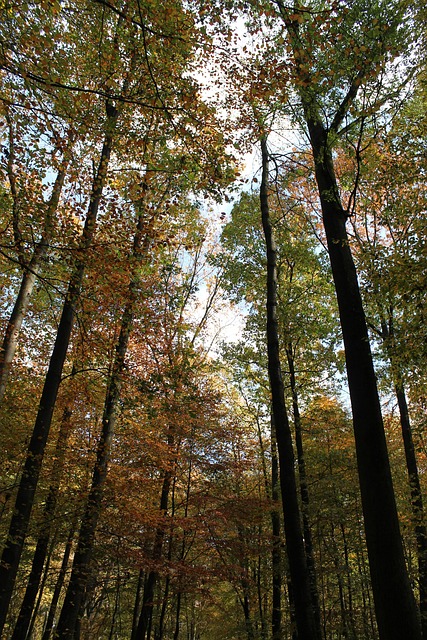 Free Forest Trees photo and picture