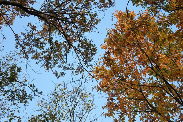 Free Heaven Forest photo and picture