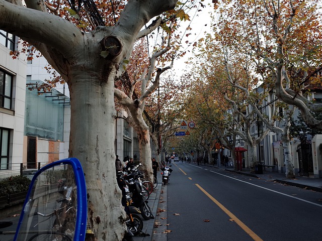 Herfst, Shanghai, Plataan