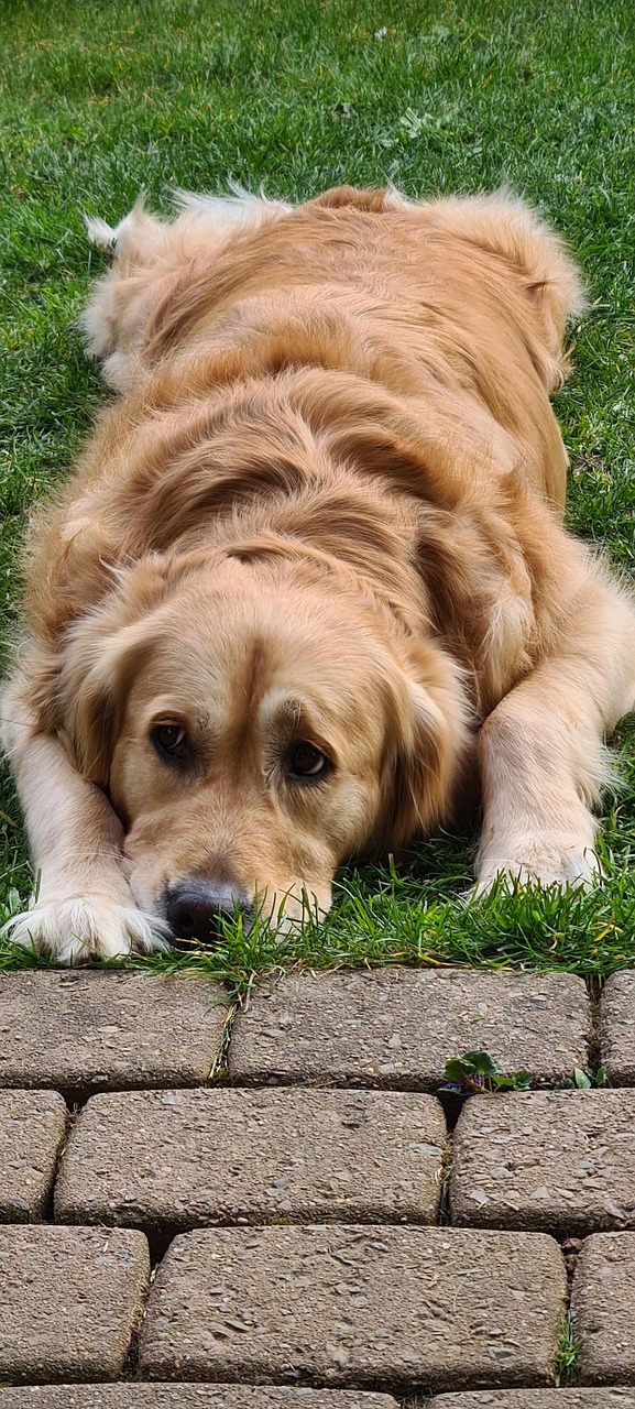 Golden Retriever Female Dog Free Photo On Pixabay Pixabay golden-retriever-female-dog-free-photo-on-pixabay-pixabay