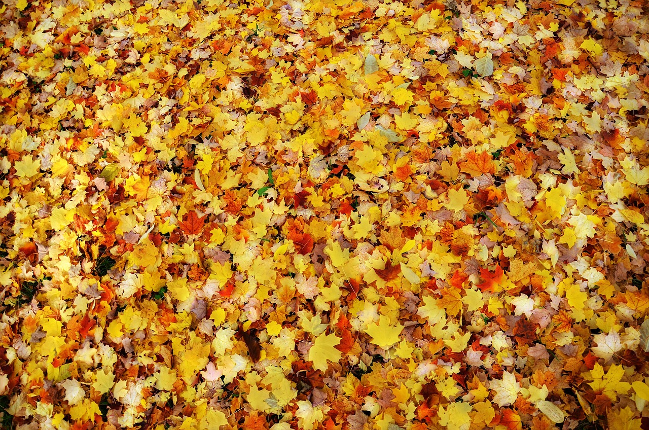 Fall Sheets Nature Free photo on Pixabay Pixabay