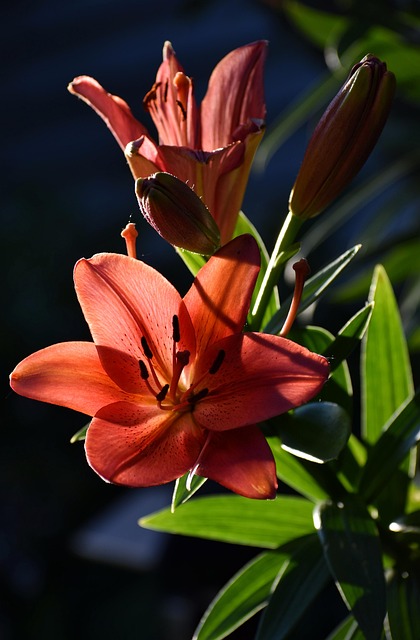 Free Lily Flower Background photo and picture