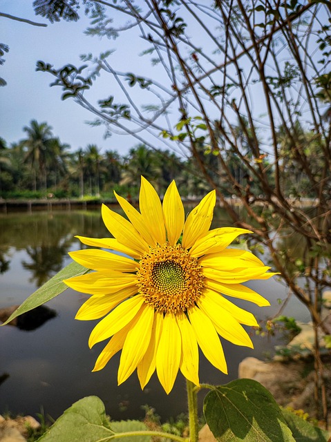 Free Sunflower Yellow photo and picture