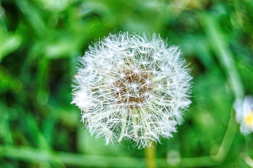 Free Dandelion Nature photo and picture