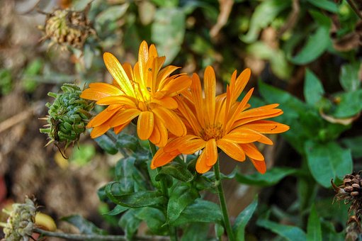 Free Flower Nature photo and picture