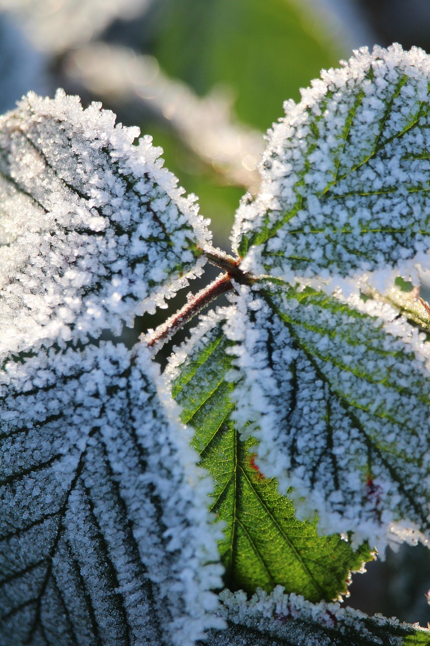 树叶 雪 冰 - Pixabay上的免费照片 - Pixabay