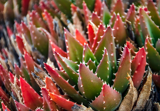 Cactus, succulent, desert and drought — photo by Ri_Ya
