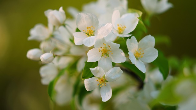 Free Spring Flowers Spring photo and picture