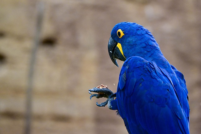 Free Bird Macaw photo and picture