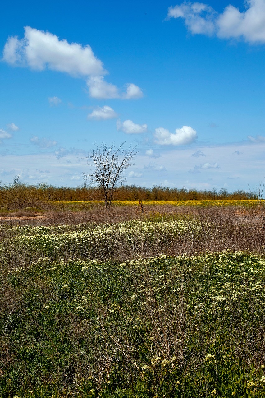 Paysage La Nature Champ - Photo gratuite sur Pixabay - Pixabay