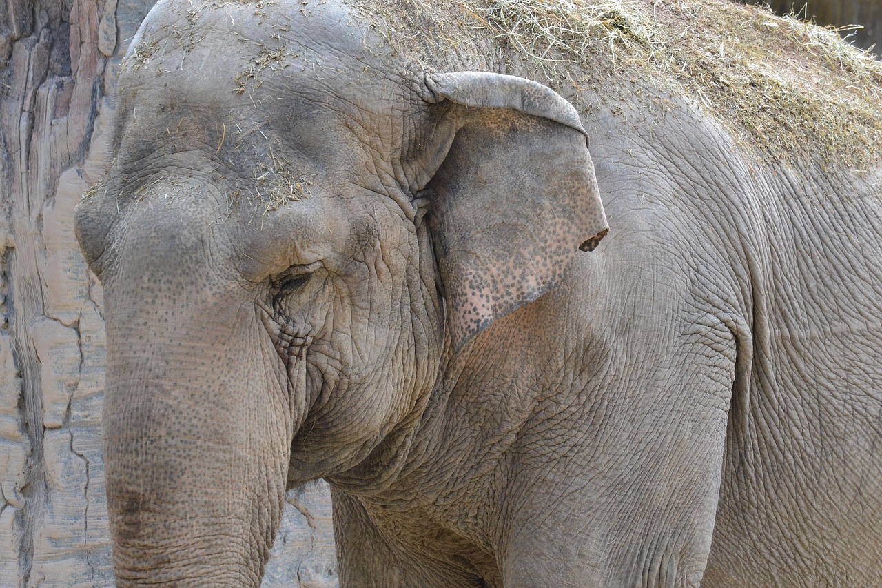animal-l-l-phant-mammif-re-photo-gratuite-sur-pixabay-pixabay