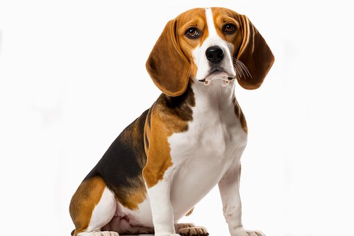 Free Dog Beagle illustration and picture