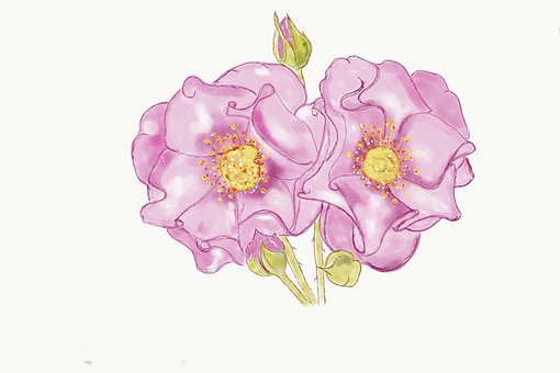 Free Rose Pink photo and picture
