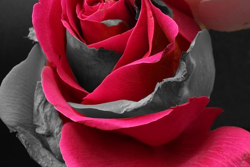 Free Rose Abstract photo and picture