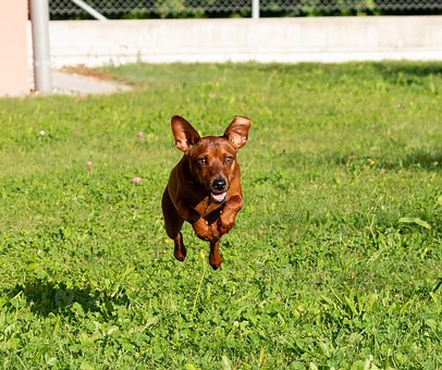 Free Animal Dog photo and picture