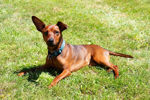 Free Animal Dog photo and picture