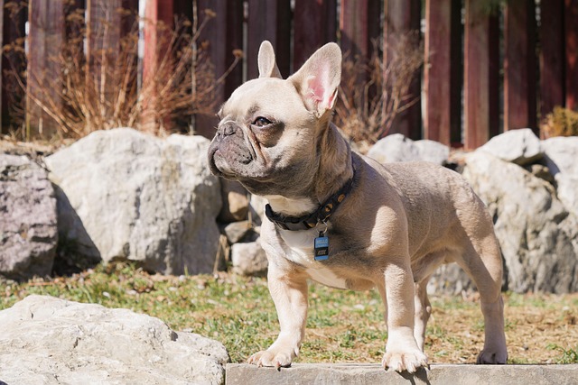 Hund, Bulldogge, Hündchen, Frenchie