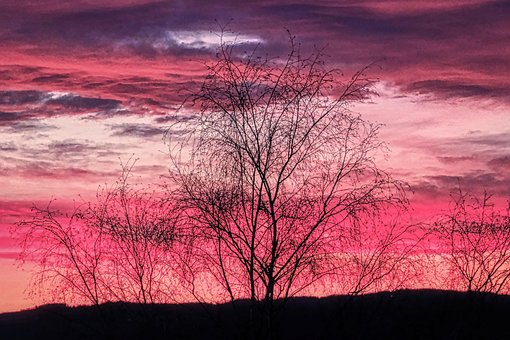 Free Weeping Willow Clouds photo and picture