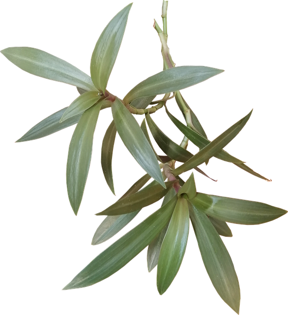 Free Plant Tropical photo and picture