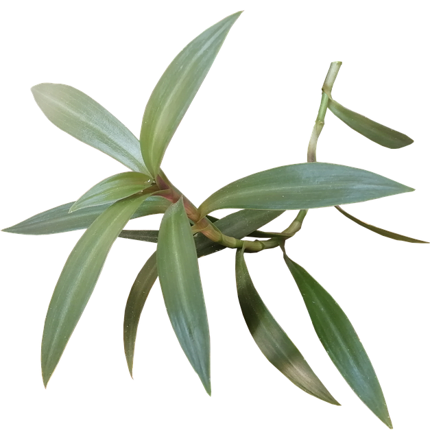 Free Plant Tropical photo and picture