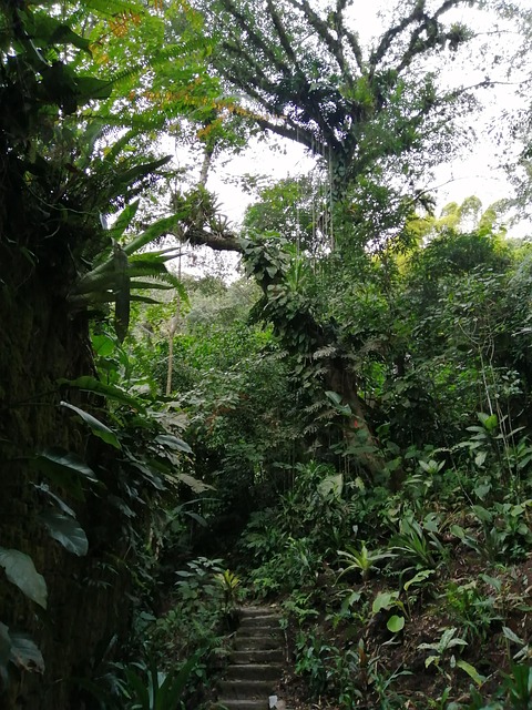Free Jungle Tropical photo and picture