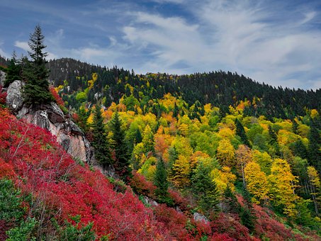Rize, Ansicht, Natur, Berg, Wald, Grün