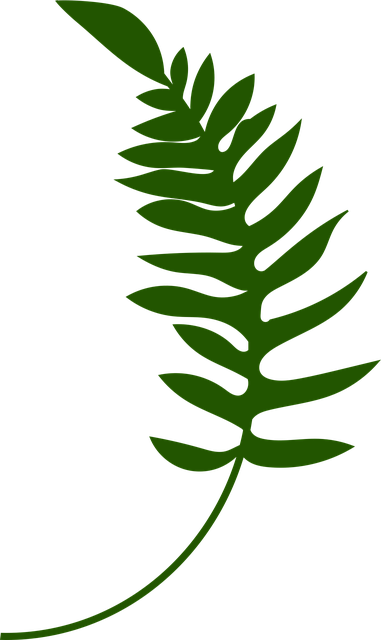 Free leaves branches foliage vector