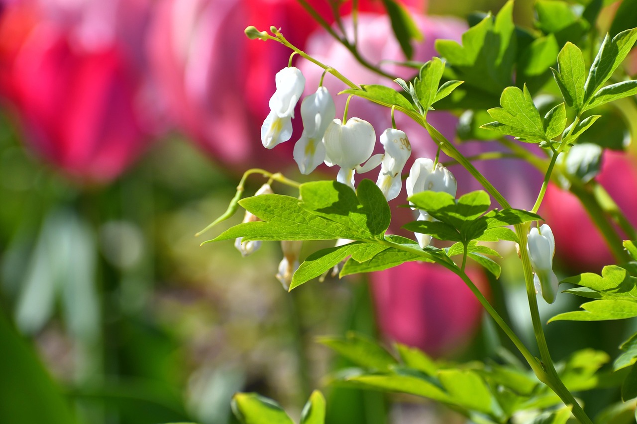 fleurir-fleurs-les-plantes-photo-gratuite-sur-pixabay-pixabay