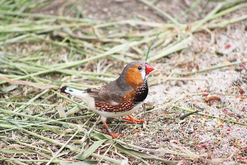 Bird Zebra Finch - Free photo on Pixabay - Pixabay