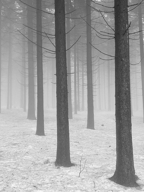 Free Forest Snow photo and picture