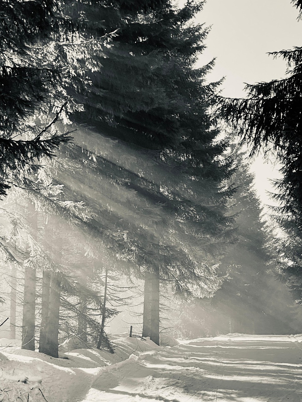 冬天 雪 景观 - Pixabay上的免费照片 - Pixabay