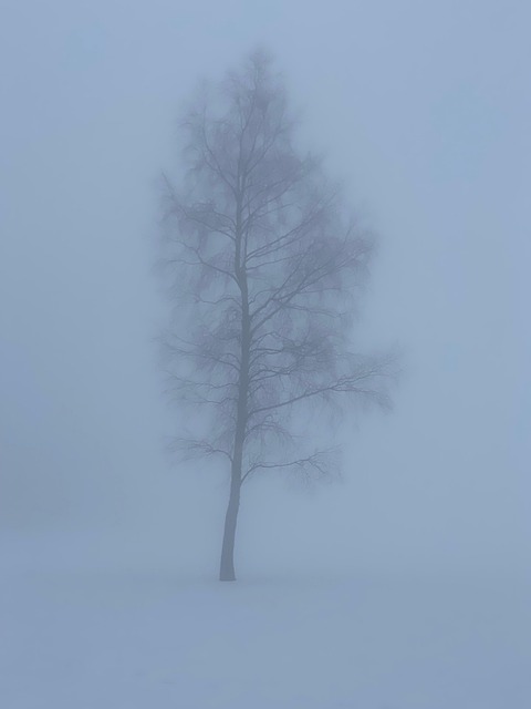 Free Fog Winter photo and picture