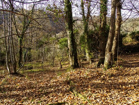 Free Foliage Autumn photo and picture