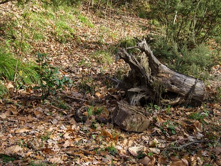 Free Nature Foliage photo and picture