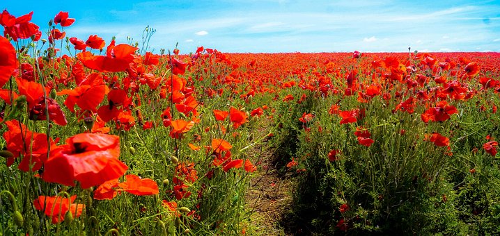 Free Flower Nature photo and picture