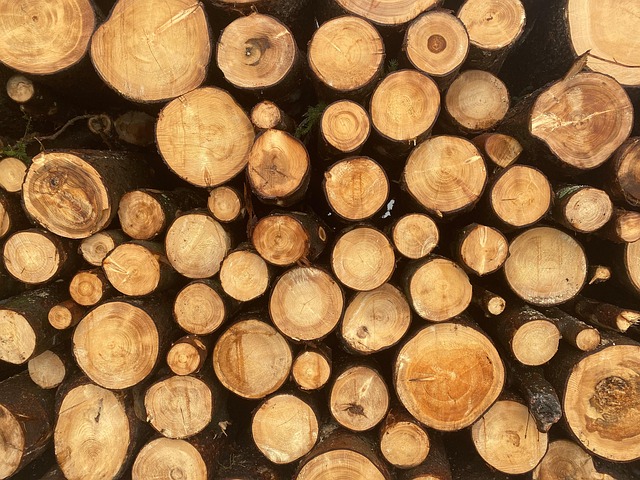 Free Wood Forest photo and picture