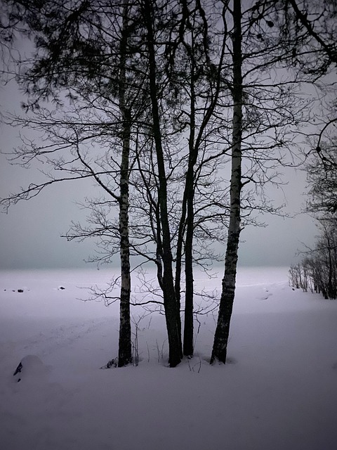 Free Winter Snow photo and picture