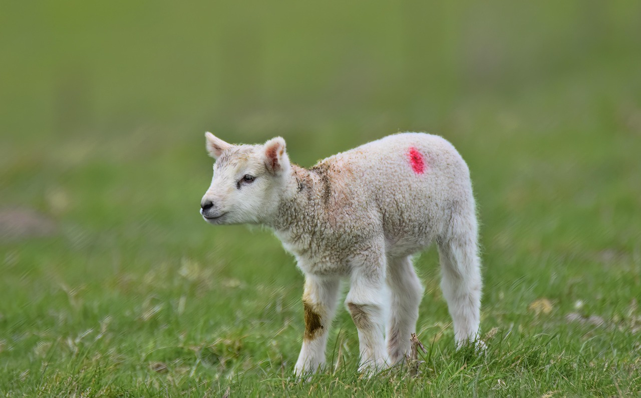Lamb Sheep Curly Free photo on Pixabay Pixabay