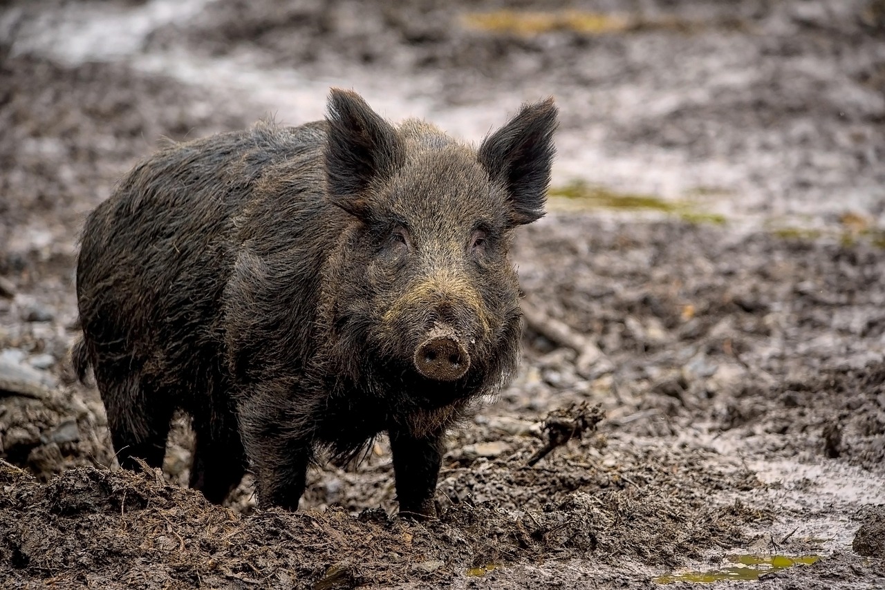 100 000 Kostenlose Wildschwein Im Wald Und Wildschwein Bilder Pixabay 100 000 Kostenlose Wildschwein Im Wald Und Wildschwein Bilder Pixabay