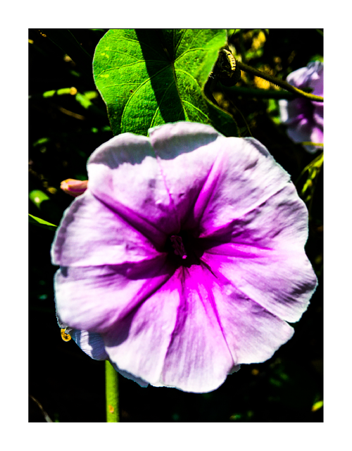 Free Flower Mallow vector and picture