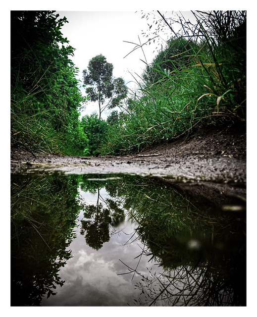 Free Water Lake vector and picture