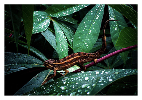 Free Lizard Nature vector and picture