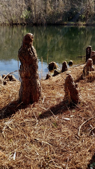 Free Lake Mangrove photo and picture