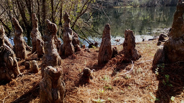 Free Lake Roots photo and picture