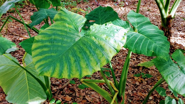 Free Green Foilage photo and picture