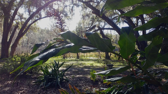 Free Trees Bent photo and picture