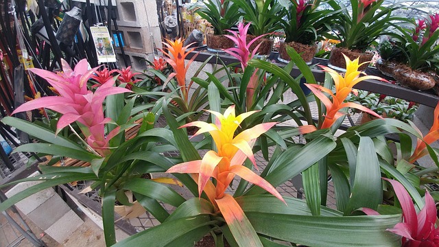 Free Flowers Multi-Color photo and picture