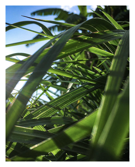 Free Grass Nature vector and picture